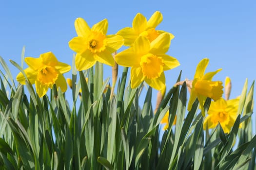 Sunny spring glade with bottom view of beautiful yellow Narcissus flowers against clear blue sky