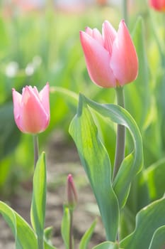 Gentle couple of romantic tulips flowers with spring morning dew drops on sunny glade