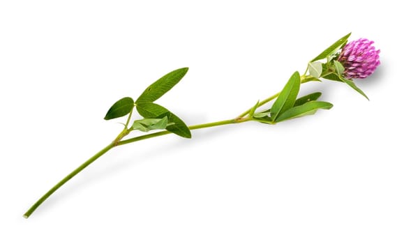 Clover flower with leaves on a long stalk isolated on white background
