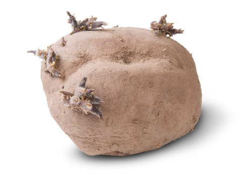 Dirty Sprouting Potatoes Isolated On White Background