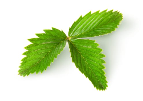 Wild strawberry leaf top view isolated on white background