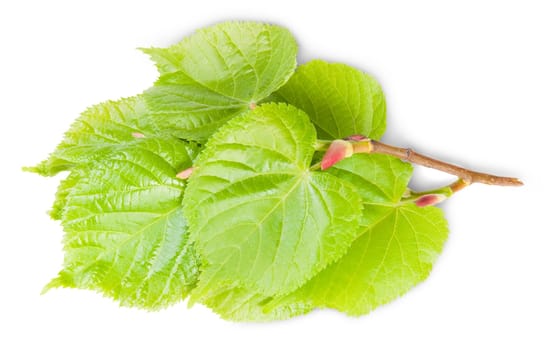 Linden Leaves On Branch Isolated On White Background