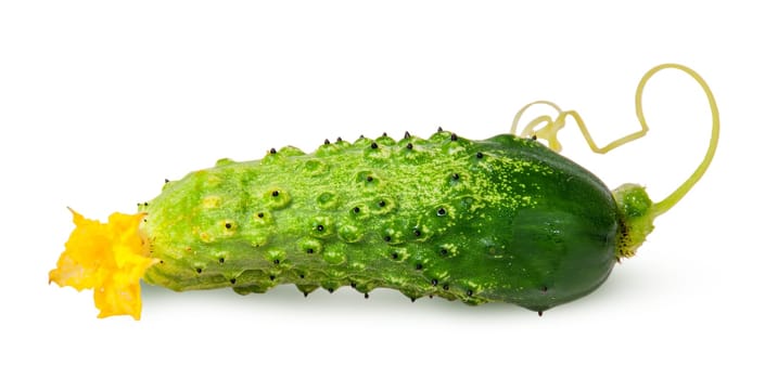 Juicy green cucumber with stem flipped isolated on white background