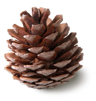 Juniper cone isolated on white background