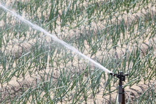 automatic sprinkler in the vegetable field