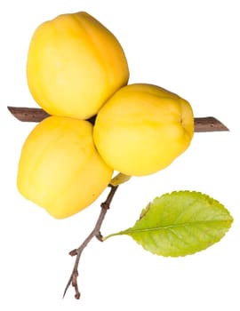 Ripe Quince With Leaf Isolated On White Background