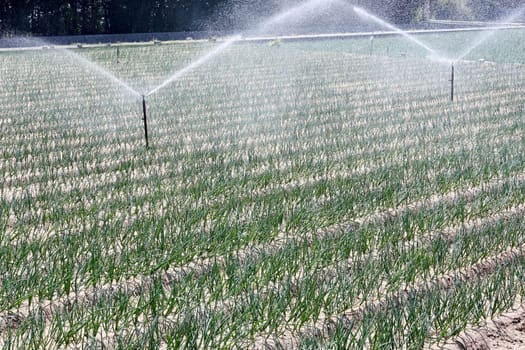 long green onion and automatic sprinkler in the field