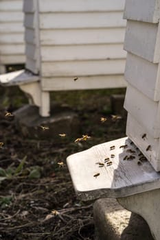 White Hives with a lively traffic of bees buzzing fly in and out of the hive in their hunt for food, Pollen