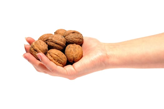 Nuts in shell are in hand on white background.