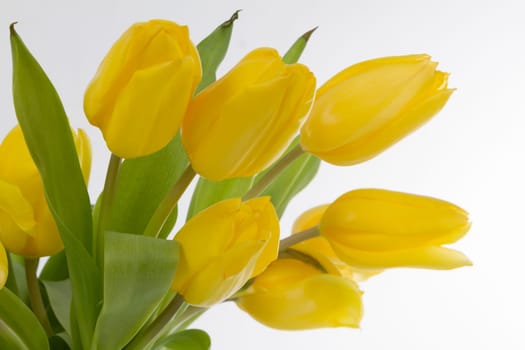 Yellow bouquet of tulips in detail on a light background