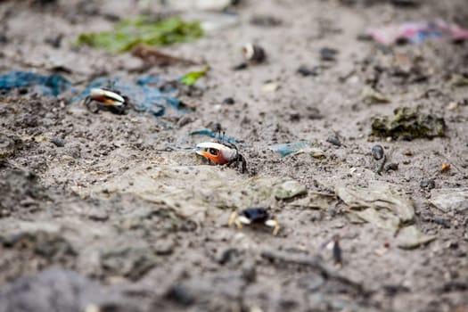 Small tiny crabs run around the birch in Cebu Philippines