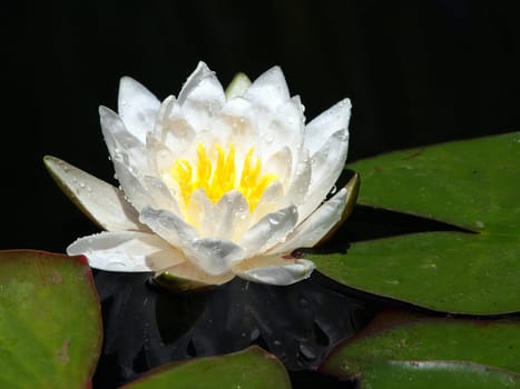 white lily floating on a blue water