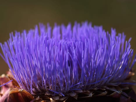 A colorful wild artichoke blossom..