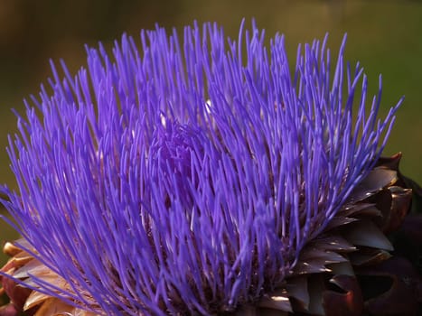A colorful purple wild artichoke blossom..