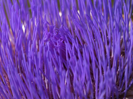 A colorful purple wild artichoke blossom..