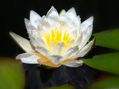 white lily floating on a blue water