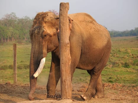 elephant with legs in a chains