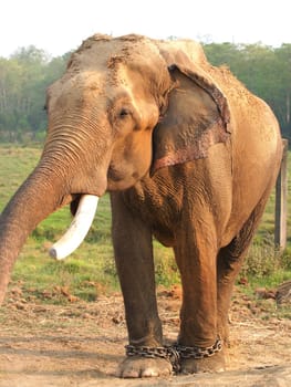 elephant with legs in a chains