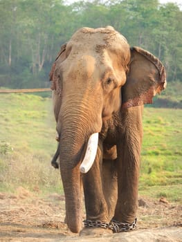 elephant with legs in a chains