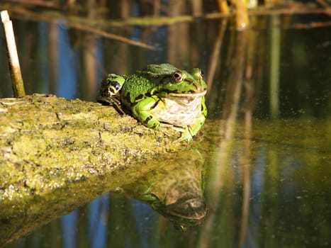 green frog and reflection in a water