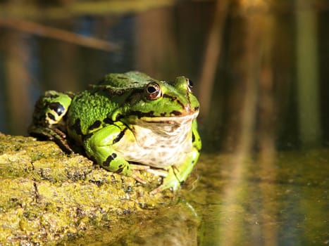 green frog in the water