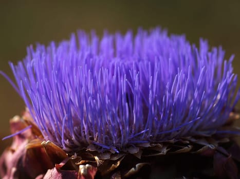 A colorful purple  wild artichoke blossom..