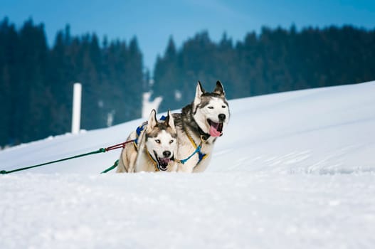 sportive dog team is running in the snow