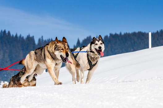 sportive dog team is running in the snow