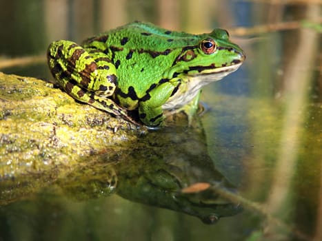 green frog and reflection in the water