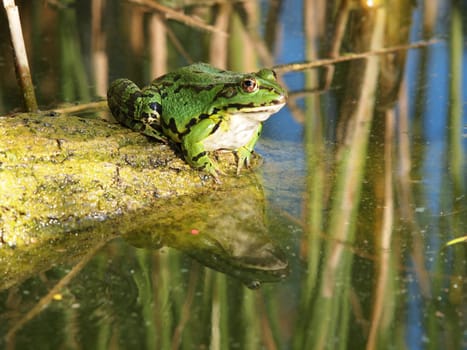green frog and reflection in the water
