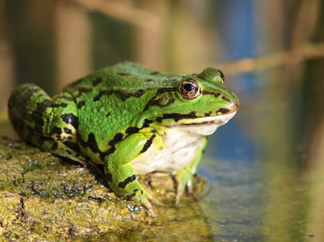 green frog and reflection in the water