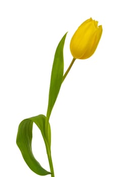 Yellow tulip cropped on white background