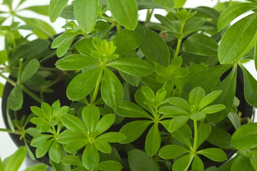 Woodruff on a bright background