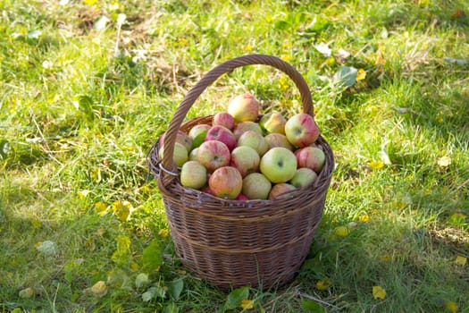Wicker basket with freshly picked apples