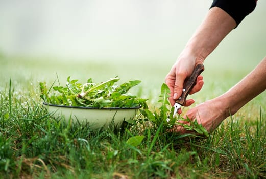 Picking with knife a fresh dandelion in nature