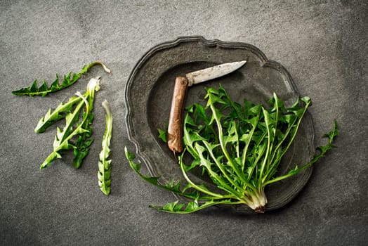 Fresh dandelion with knife on gray background overhead shoot