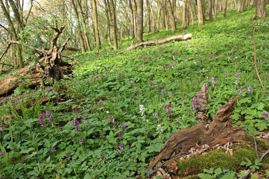 Forest with flowering lark spur (Corydalis cava)