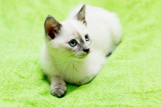 the beautiful kitten with blue eyes lies, a subject beautiful kittens