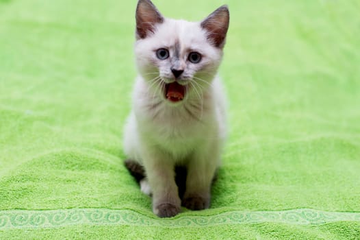 the kitten growls as a lion, a subject beautiful kittens