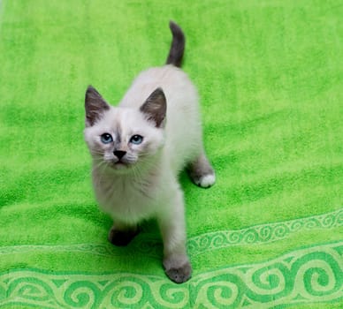white thai kitten on a green towel, a subject beautiful kittens