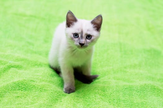 beautiful look of the Thai kitten on a green background, a subject beautiful kittens