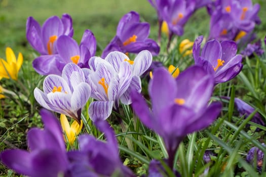 several multicoloured crocus flowers growing in grass