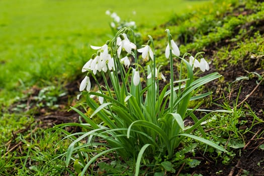 close up of snowdrop plants in a park setting