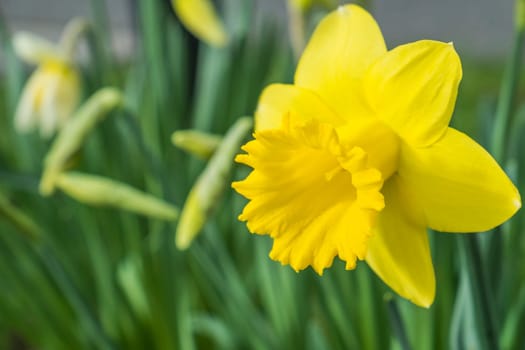 yellow daffodil flower growing in spring time