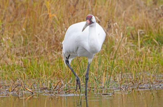 Whooping Crane on the Hunt in Wisconsin