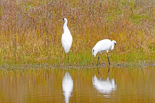 Whooping Cranes in a Wetland Pond in Wisconsin