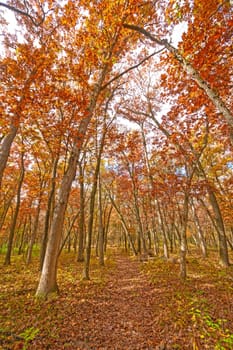Forest Path in the Fall in Wisconsin