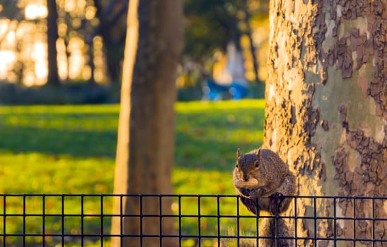 Squirrel eating a nut in a public park in USA
