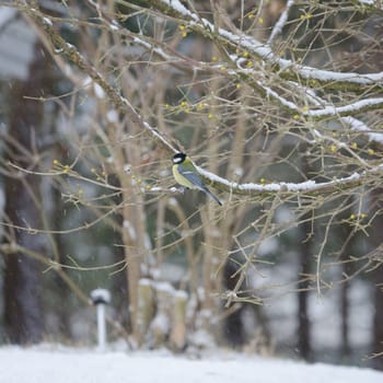 one great tit sitting in tree looking for food