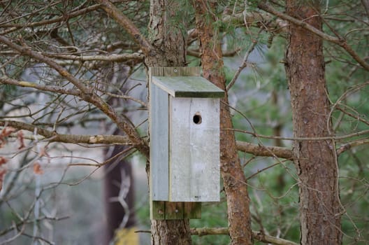 one birdhouse in the tree waiting for the small bird